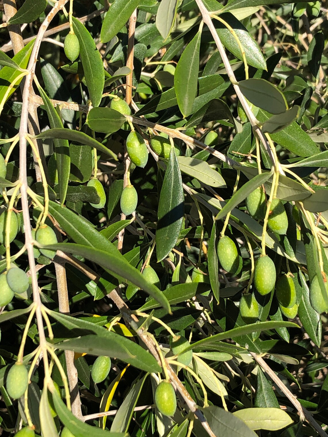 Olive Tree Seeds for Propagating Etsy