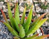 Aloe vera chinensis Cactus Cacti Real Succulent Live Plant