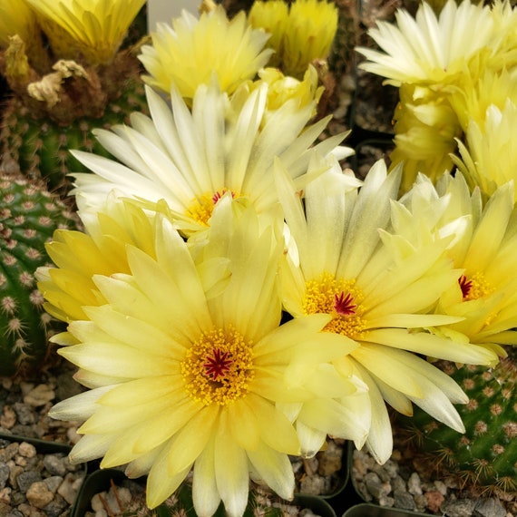 Notocactus crassigibbus Cactus Cacti Succulent Real Live Plant