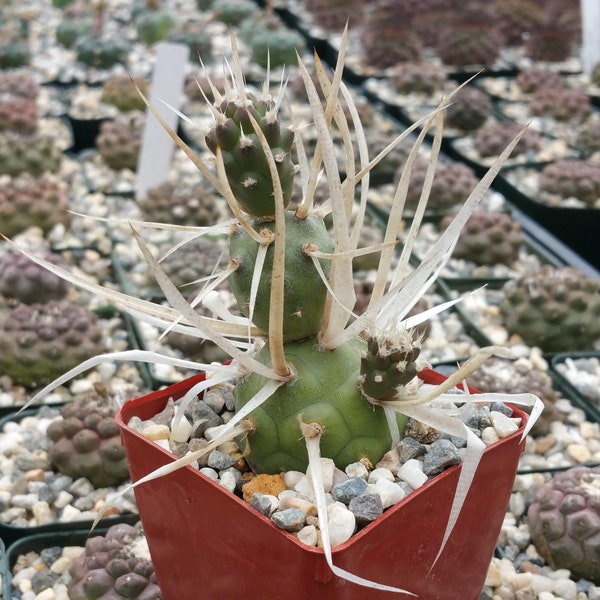 Tephrocactus articulatus v. papyracantus