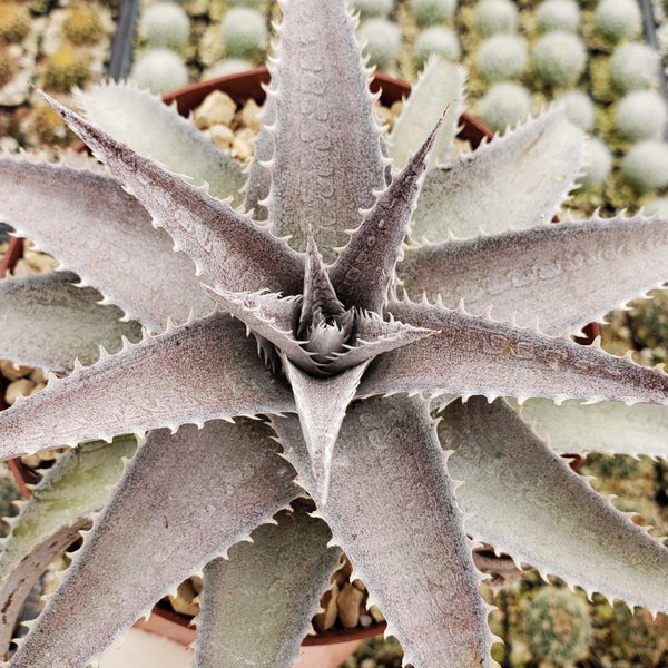 Dyckia platyphylla