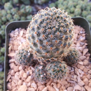 Rebutia sanguinea