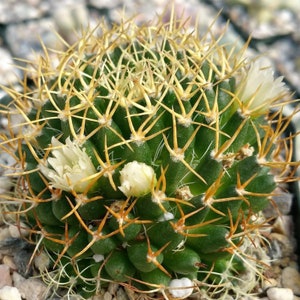 Mammillaria camptotricha marnier