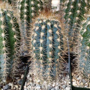 Pilosocereus calcisaxicolus