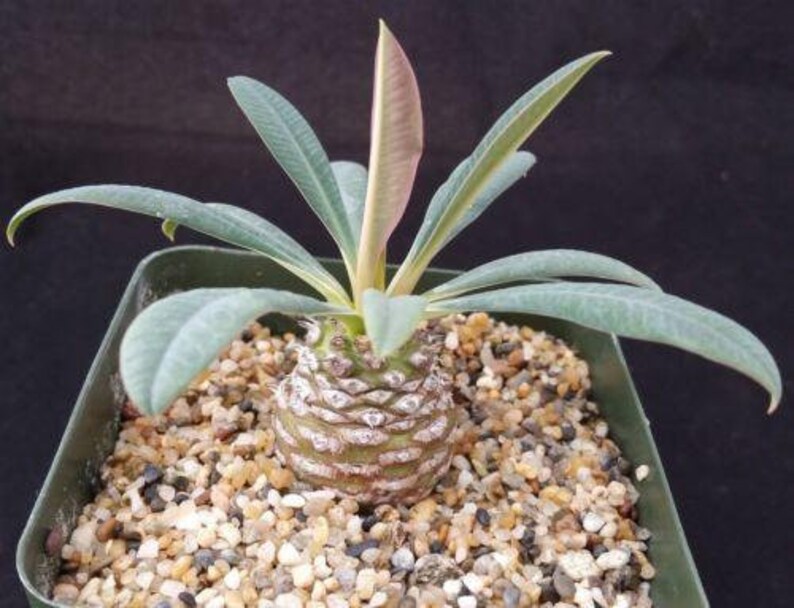 Euphorbia pachypadioides Cactus Cacti Real Succulent Live Plant