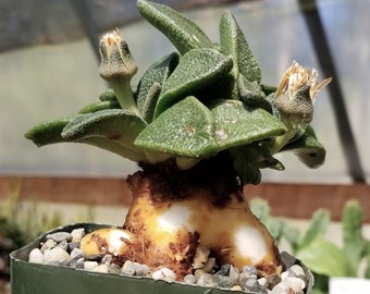 Aloinopsis rubrolineata