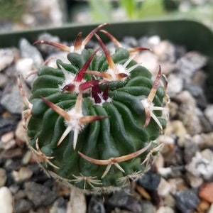 Echinofossulocactus phyllacanthus v. violaciflora