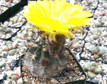 Acanthocalycium glaucum