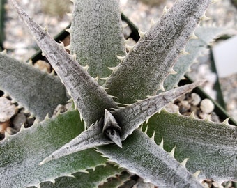 Dyckia marnier lapostolleii