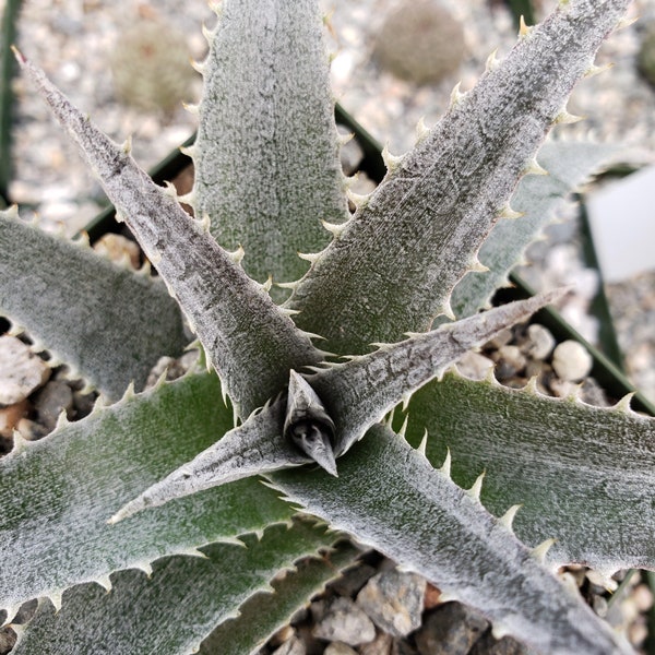 Dyckia marnier lapostolleii