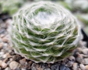 Cobweb Hens and Chicks - Sempervivum arachnoideum