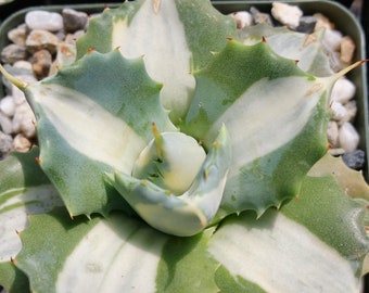 Variegated Dwarf Butterfly Agave - Agave isthmensis 'Ohi Raijin Shiro Nakafu'
