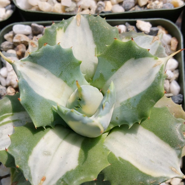 Variegated Dwarf Butterfly Agave - Agave isthmensis 'Ohi Raijin Shiro Nakafu'