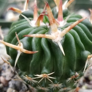 Echinofossulocactus phyllacanthus v. violaciflora