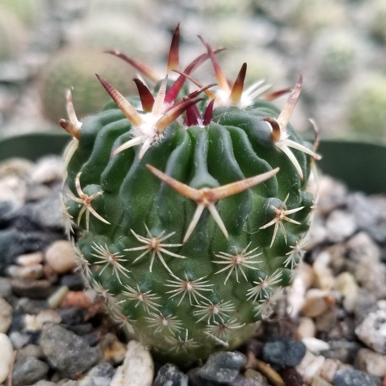 Echinofossulocactus phyllacanthus v. violaciflora