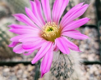 Echinocereus sciurus