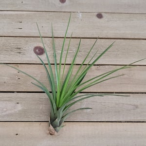 Tillandsia Melanocrater Tricolor image 4