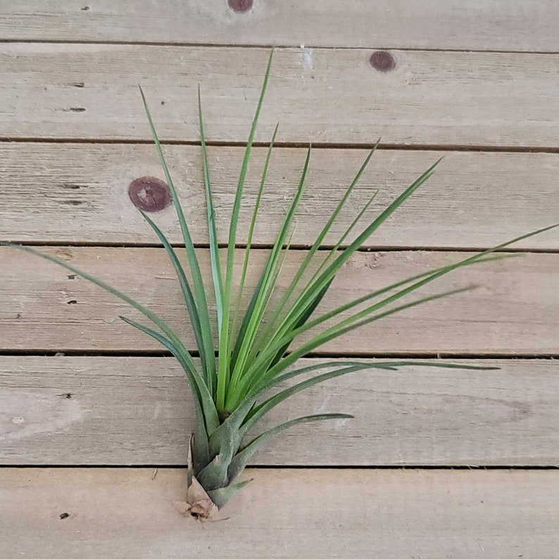 Tillandsia Melanocrater Tricolor image 4