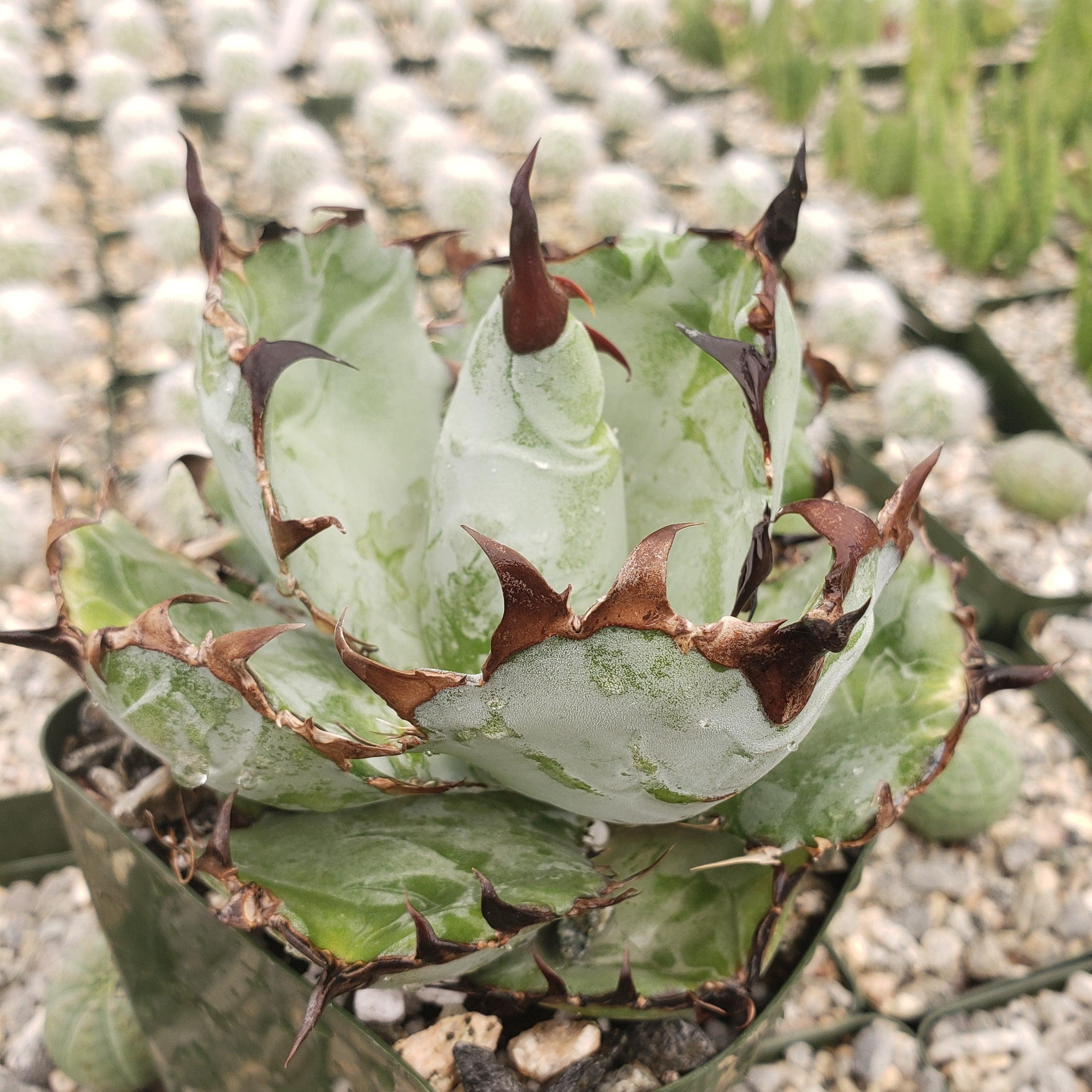 oaxaca oteroi Blue special 現地実生 ブルースペシャ プランツレター