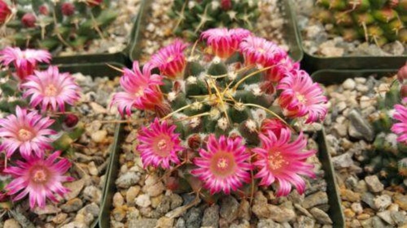 Mammillaria bucareliensis Cactus Cacti Real Succulent Live Plant