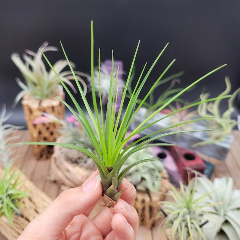 Tillandsia Melanocrater Tricolor image 1