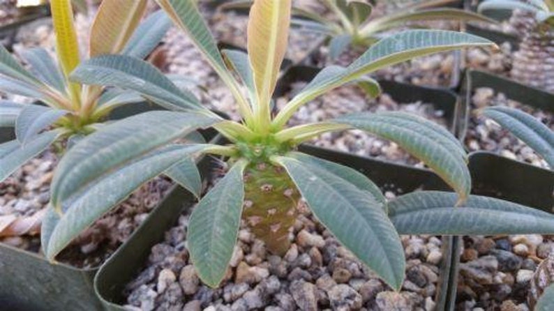 Euphorbia pachypadioides Cactus Cacti Real Succulent Live Plant