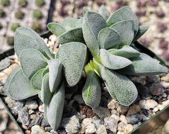 Crassula Silver Springtime