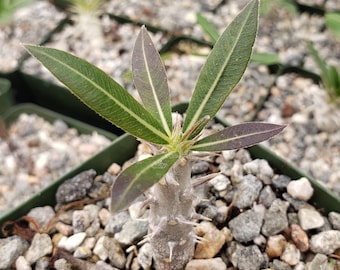 Pachypodium horombense