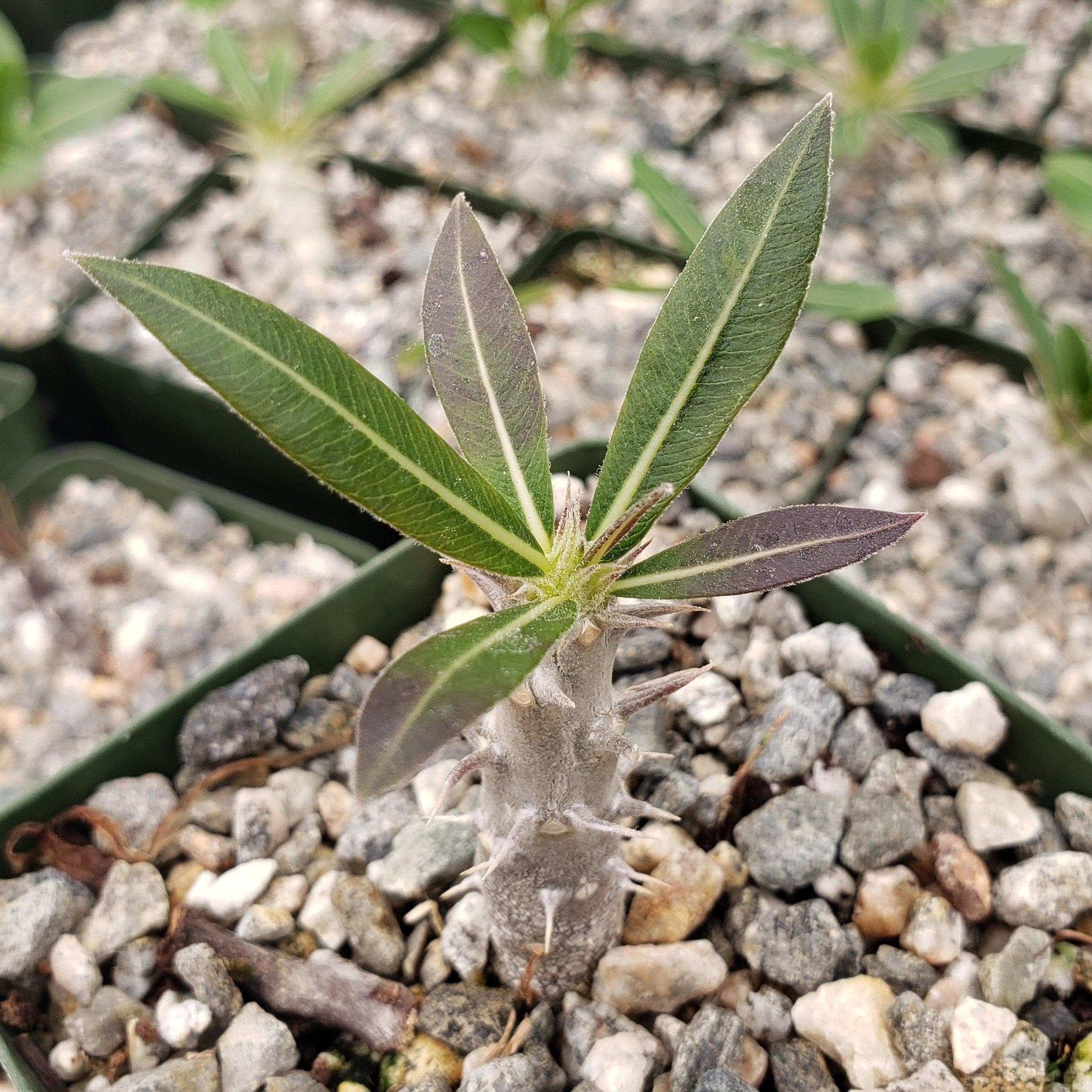 Pachypodium Gracilius - Etsy Pachypodium Gracilius - Etsy