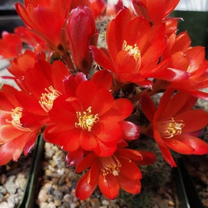 Rebutia sanguinea