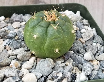 Matucana oreodoxa