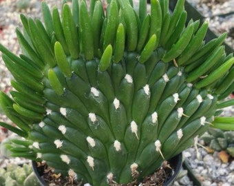 Opuntia subulata cristata