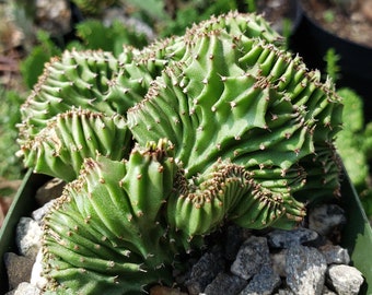 Euphorbia ammak crest