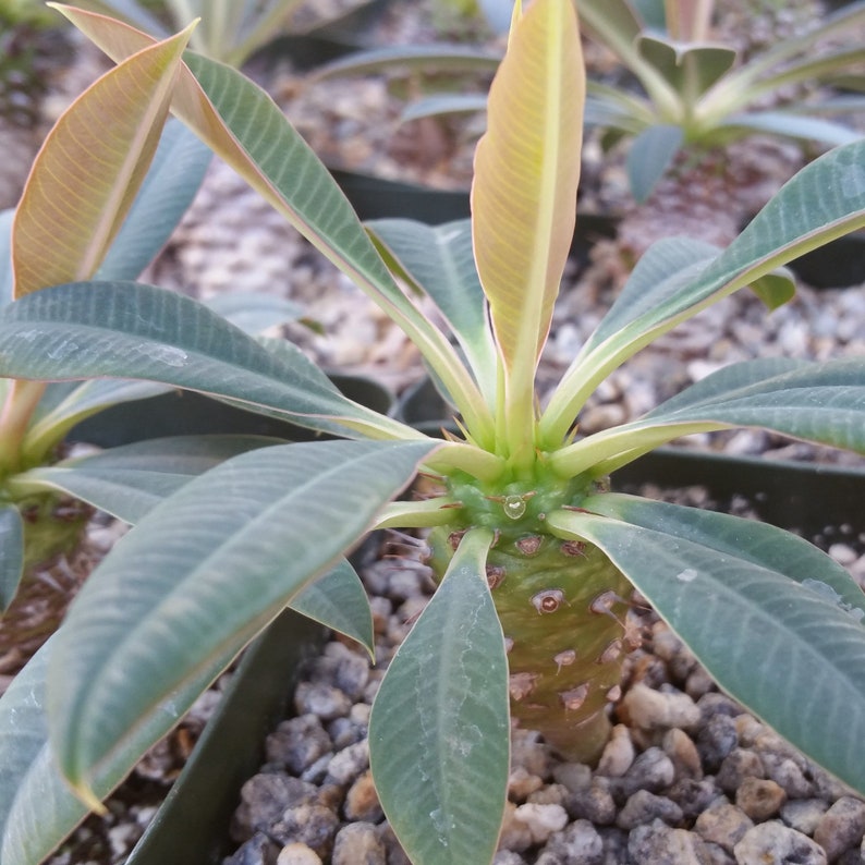Euphorbia pachypadioides Cactus Cacti Real Succulent Live Plant
