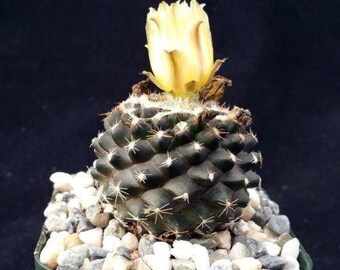 Copiapoa tenuissima