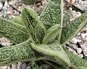 Gasteria Little Warty