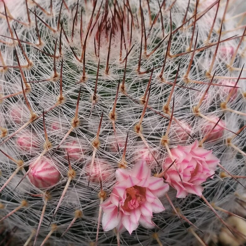 Mammillaria riteriana Cactus Cacti Real Succulent Live Plant