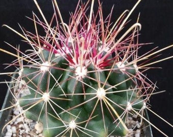 Texas Barrel Cactus 'Ferocactus hamatacanthus'