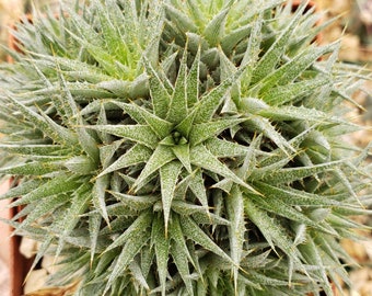 Deuterocohnia Brevifolia Live Plant, Rare Succulents Indoor Plants, Miniature Live Plants, Room Decor for Tabletop Shelf or Desk