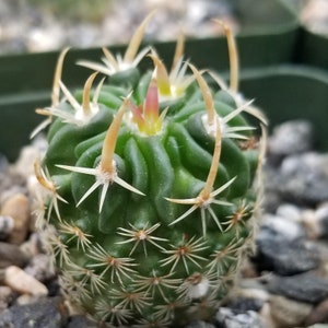 Echinofossulocactus phyllacanthus v. violaciflora