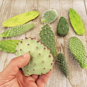 Opuntia pad 3 assorted cuttings