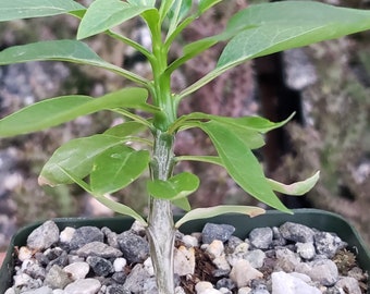 Fouquieria macdougalii