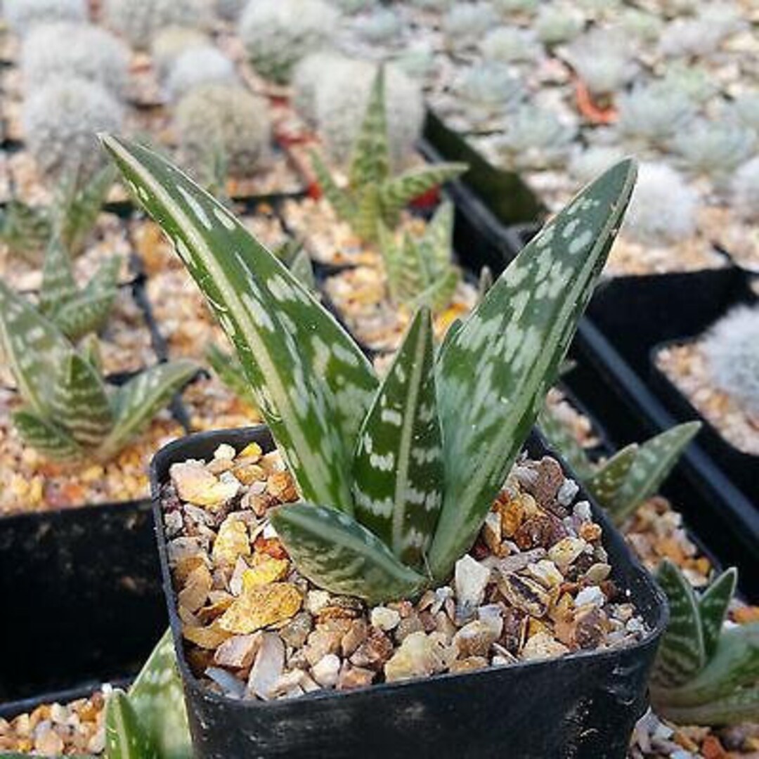 Tiger aloe Variegata gonialoe Variegata - Etsy