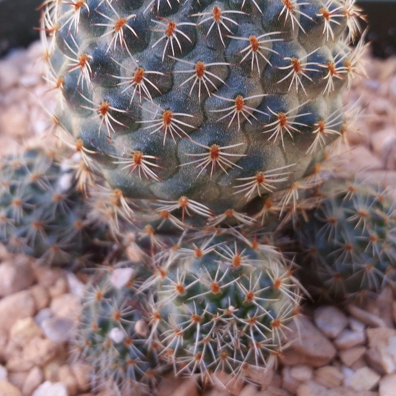 Rebutia sanguinea