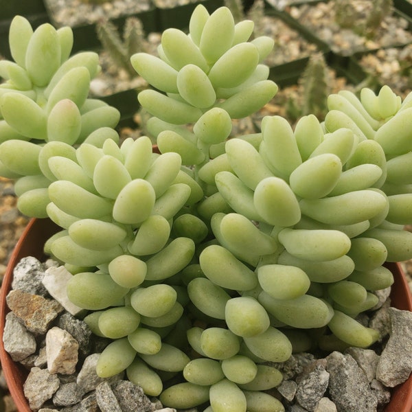 Burro’s Tail - Sedum morganianum ‘Burrito’