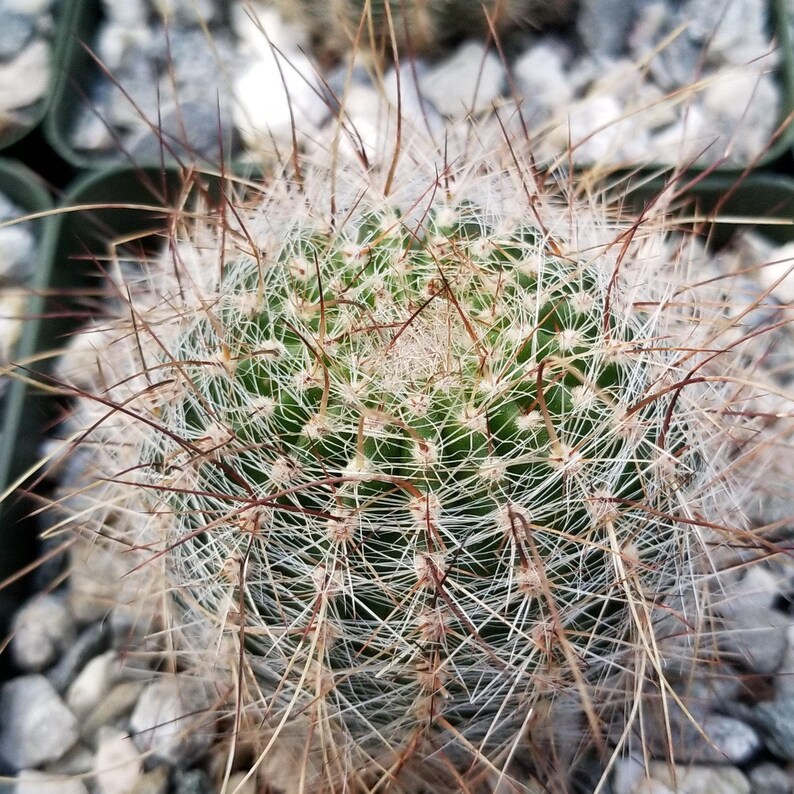 Lobivia Echinopsis aurea v. quinesensis