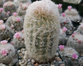 Peruvian Old Lady Cactus - Espostoa melanostele