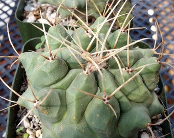 Thelocactus rinconensis