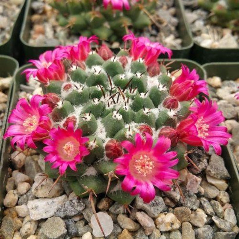 Mammillaria bucareliensis Cactus Cacti Real Succulent Live Plant