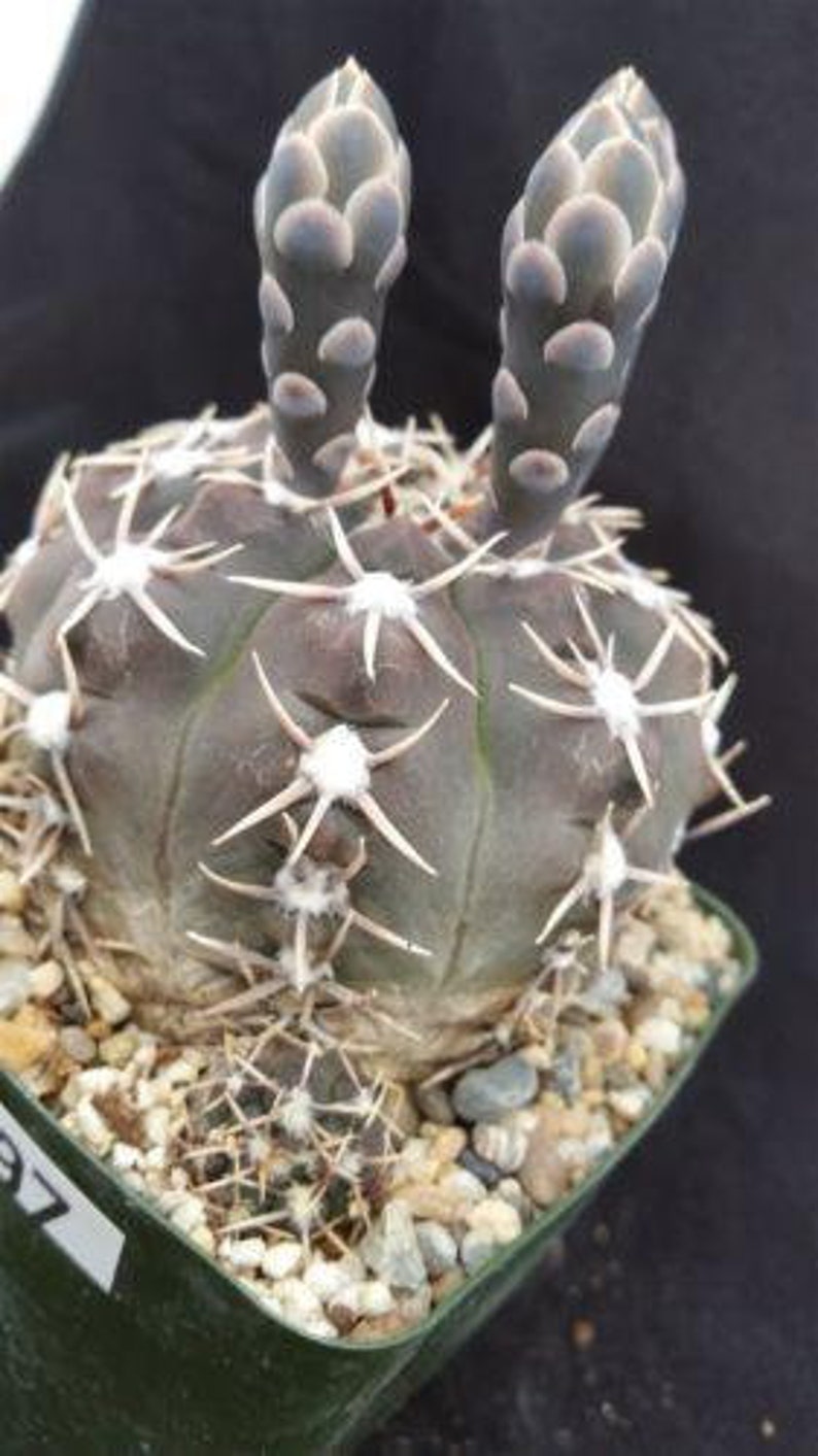Gymnocalycium piricarpum Cactus Cacti Real Live Succulent Plant